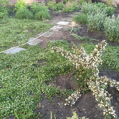 Cechovka Breclav